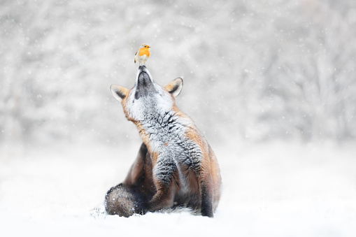 Close-up of a Red fox with a robin in the falling snow in winter, UK.
