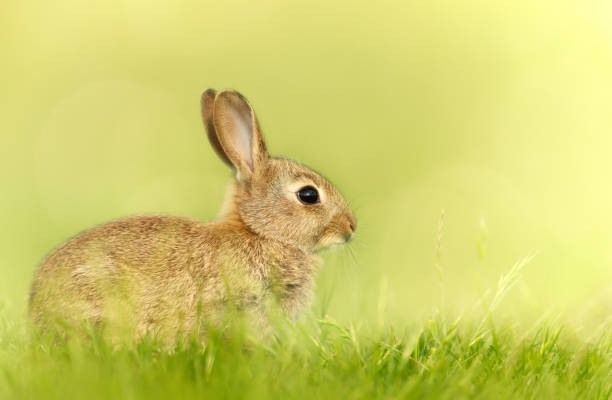 istock Close up of a cute little rabbit in spring 1463122782