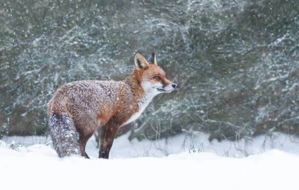 istock Close-up of a Red fox in the falling snow 1463123325