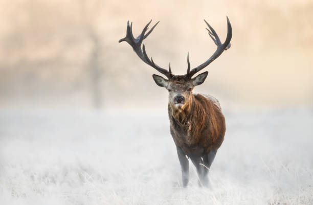 istock Close up of a Red deer stag in winter 1463123621