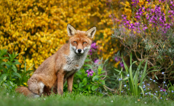 istock Close up of a red fox in spring 1463123691