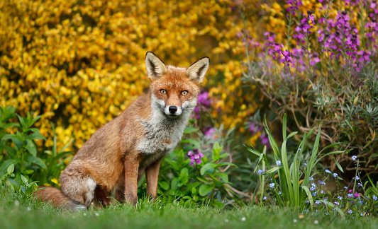 Close up of a red fox (Vulpes vulpes) in spring, UK.