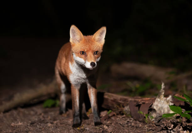 istock Close up of a Red fox cub in forest at night 1463123829
