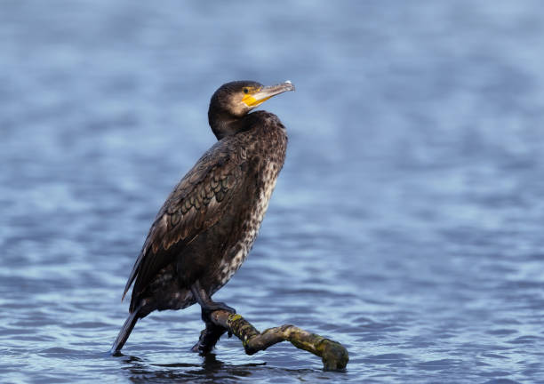 primer plano de un gran cormorán encaramado en la rama de un árbol en un estanque - cormorán moñudo fotografías e imágenes de stock