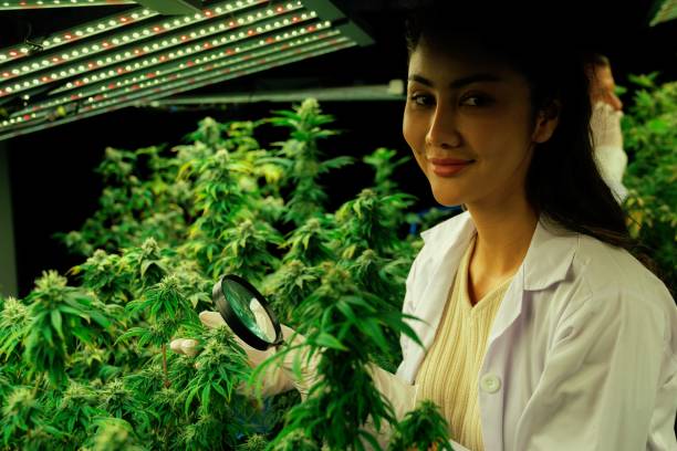 uno scienziato ispeziona le cime gratificanti sulla pianta di cannabis usando la lente d'ingrandimento. - gratifying foto e immagini stock