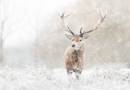 Close up of a Red deer stag in the falling snow, UK.