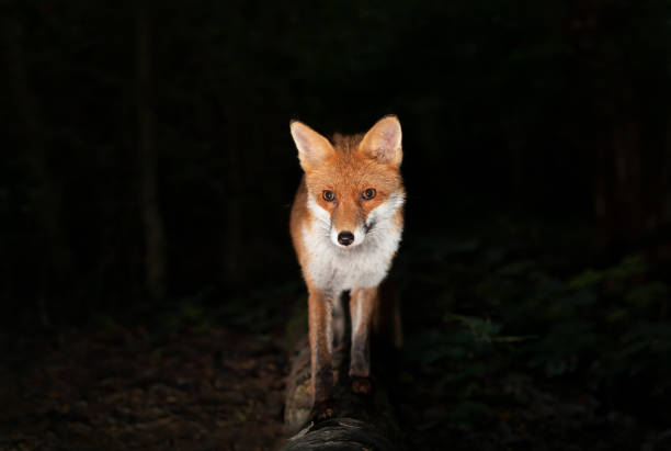 istock Close up of a Red fox in a forest at night 1463124461