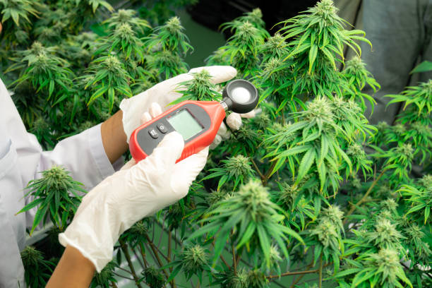 gli scienziati misurano la temperatura e l'umidità sulla gratificante pianta e cime di cannabis. - gratifying foto e immagini stock