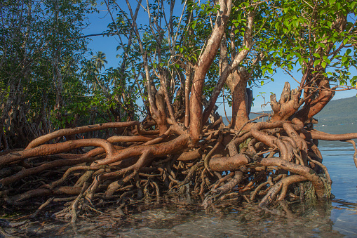 Mangrove tree roots have a very important role in the process of respiration and photosynthesis