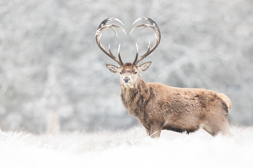 Close up of red deer stag with heart shaped antlers in winter, UK.
