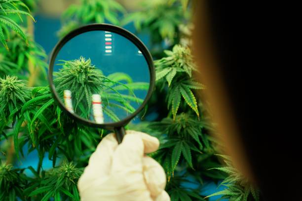uno scienziato ispeziona le cime gratificanti sulla pianta di cannabis usando la lente d'ingrandimento. - gratifying foto e immagini stock
