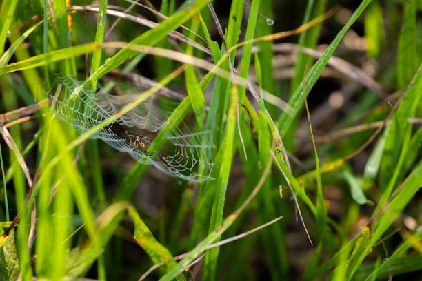 nature images with spider webs and insects.