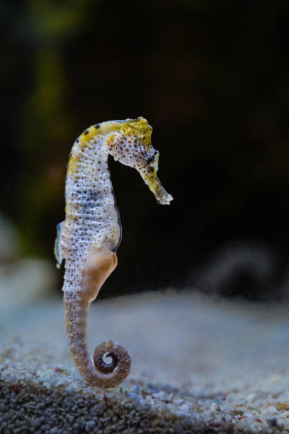 istock hippocampus ingens yellow color 1463128609