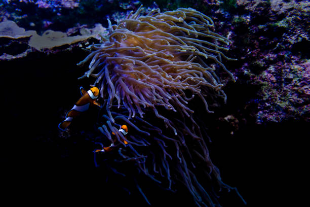 istock Swimming clown fish in sea anemone 1463128647