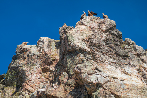 Vultures on top of a cliff