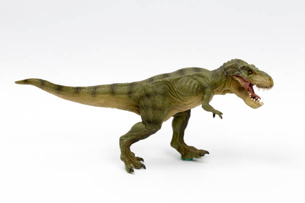 istock Roaring Tyrannosaurus Rex isolated on white background. 1463132261