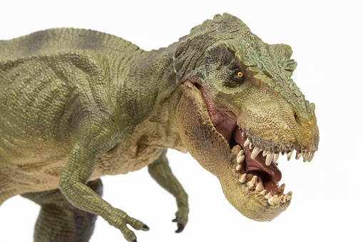Roaring Tyrannosaurus Rex isolated on white background. Dinosaurs, T-Rex, Cretaceous Period and toy concepts. Horizontal close-up.