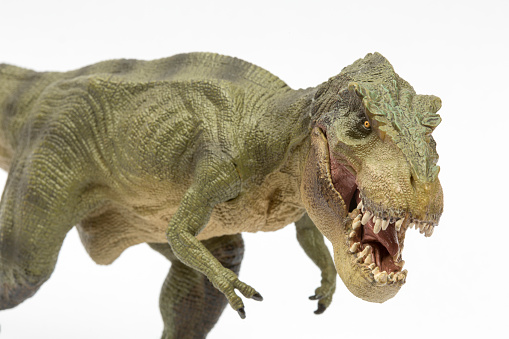 Roaring Tyrannosaurus Rex isolated on white background. Dinosaurs, T-Rex, Cretaceous Period and toy concepts. Horizontal close-up.