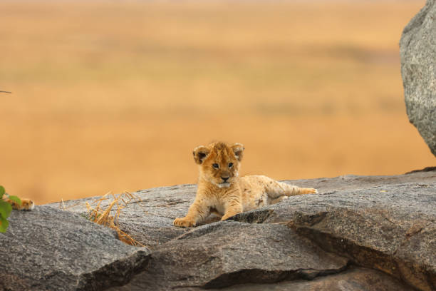 Picture taken in Seronera, Serengeti NP