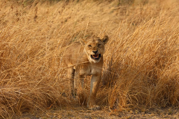 Picture taken in Katavi NP