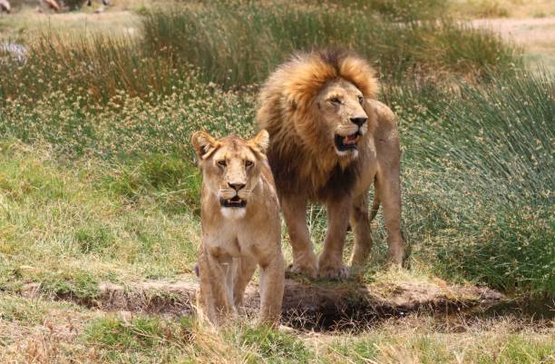 istock An impressive lion couple 1463133922