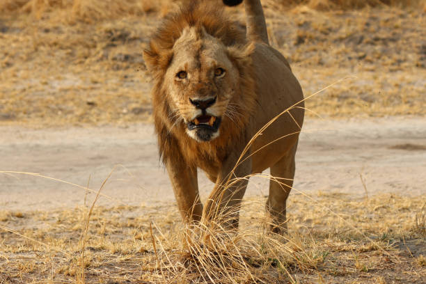 istock An aggressive male lion in Katavi NP 1463133933