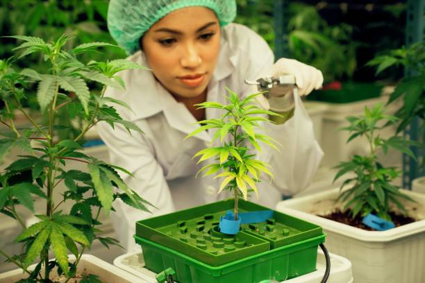 scienziata che taglia gratificante giovane pianta di cannabis in vaso in laboratorio. - gratifying foto e immagini stock