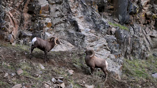 Bighorn sheep, Ram, male animal fighting