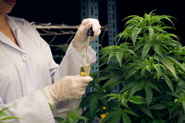 Gratifying cannabis plant inside indoor farm and scientist inspecting CBD oil. Closeup gratifying cannabis plant in curative indoor cannabis farm. Scientist inspecting CBD oil extracted from cannabis plant with a dropper lid for cannabis research. medical cannabis stock pictures, royalty-free photos & images