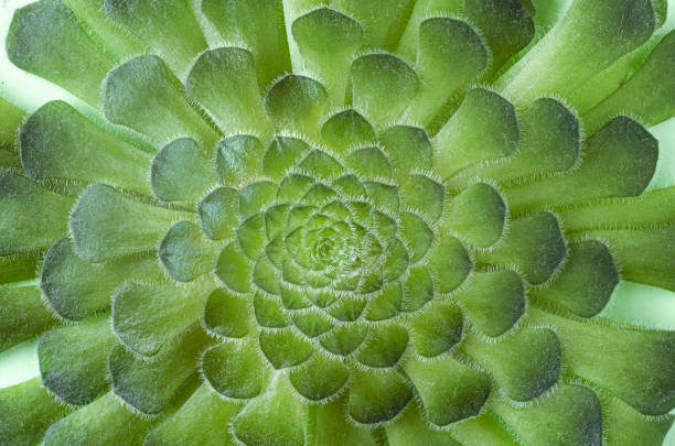 istock Aeonium canariense. Succulent plant macro. 1463134627