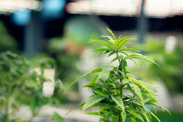 una gratificante pianta di canapa di cannabis che cresce in una fattoria curativa al coperto, impianto di coltivazione. - gratifying foto e immagini stock