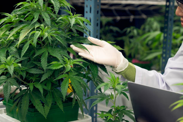 ritratto di gratificante scienziata che controlla la pianta di cannabis per scopi medici. - gratifying foto e immagini stock
