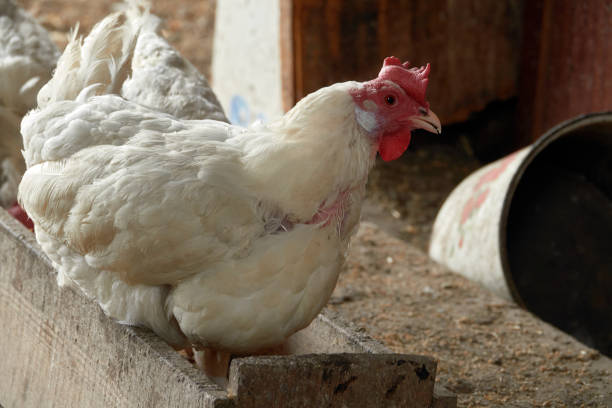 istock Village chicken coop. Backyard Chickens. 1463136224