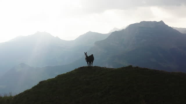 Aerial drone shot of a an alpaca on a mountain ridge line at sunset