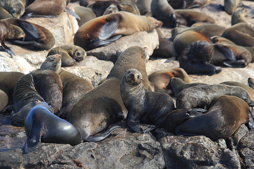 Cape fur seals, Arctocephalus pusillus pusillus, at Seal Island, False Bay, South Africa