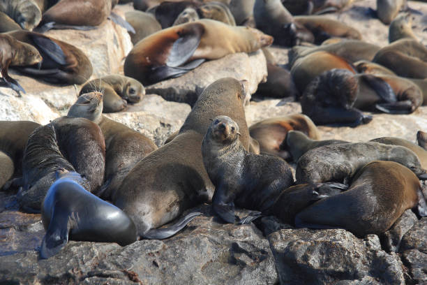 Cape fur seals, Arctocephalus pusillus pusillus, at Seal Island, False Bay, South Africa stock photo