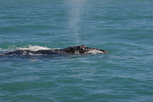 southern right whale, Eubalaena australis, blowing in False Bay, South Africa