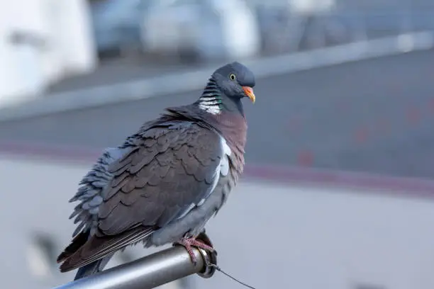 Photo of Close up gray pigeon - Columba palumbus with red beak