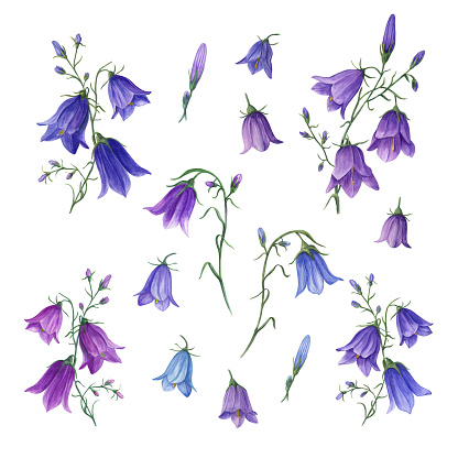Set of watercolor wild flowers campanula isolated on white background. Perfect for template, wallpaper, print, textile, banner design, postcards, poster, decoration