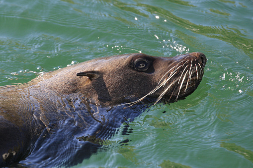 Cape fur seal, Arctocephalus pusillus pusillus, Simon's Town, False Bay, South Africa, Atlantic Ocean