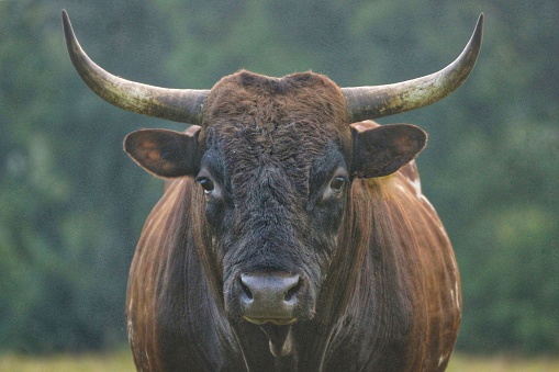 A handsome, brown endangered heritage breed Pineywoods bull with large horns stands near a forest on a regenerative farm in North Carolina, looking calm and confident