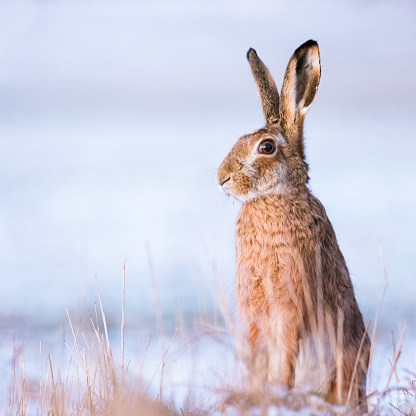 Rabbit in winter, European hare (Lepus europaeus)