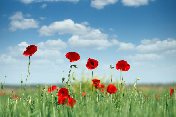 istock Poppies flower meadow spring season 1463140051