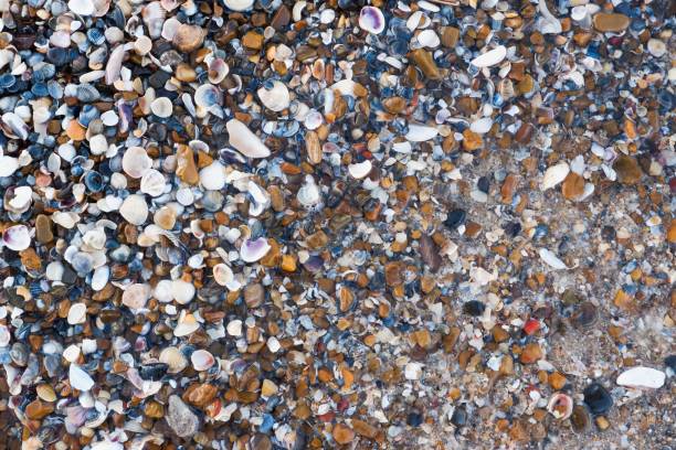 istock Shells and pebbles on the seashore wet from sea water. Natural background. 1463140266
