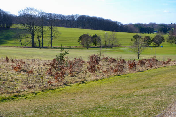 Hilly landscape. Green grass on the hills among the trees in early spring. Beautiful landscape in early springtime European Hilly landscape. Green grass on the hills among the trees in early spring. green valley denmark stock pictures, royalty-free photos & images