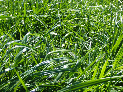 Uncut lawn. Green lush grass on the lawn. Lawn, carpet, natural green untrimmed grass field. Fresh no cut backyard in the sunlihgt. Closeup view, good depth of field.