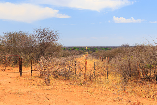 Beautiful african landscape, green acacia and yellow grass. Waterberg Plateau National Park, Namibia.
