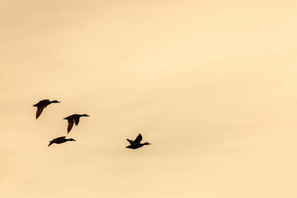 istock flying mallard ducks at sunset sky. migration birds concept 1463142073