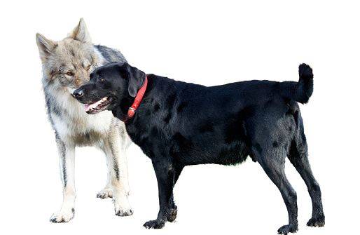 Meeting Between and dog and wolf on a white background. It is a Czech wolf and a black labrador retriever.