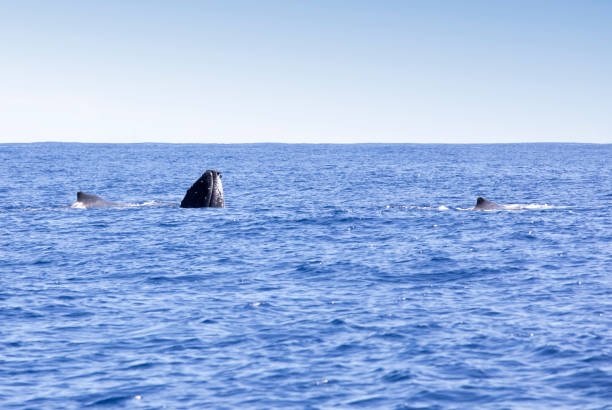 istock View of a whale in La Reunion 1463144566